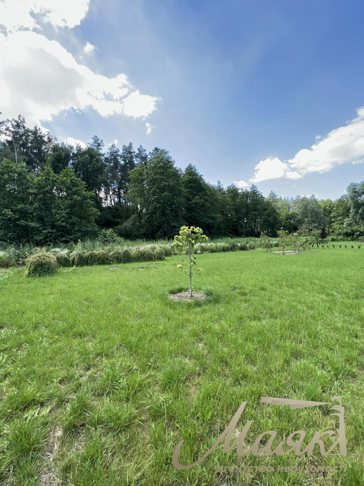 Sale of land 50 acres of forest, village Khodoseyevka.Novoobukhovskaya highway