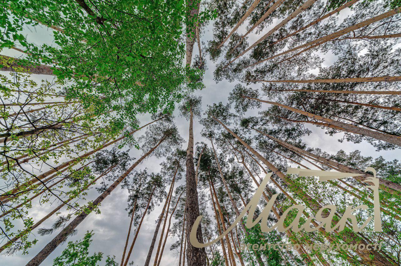 Buy a plot in the forest! s. Zastugna 20 acres