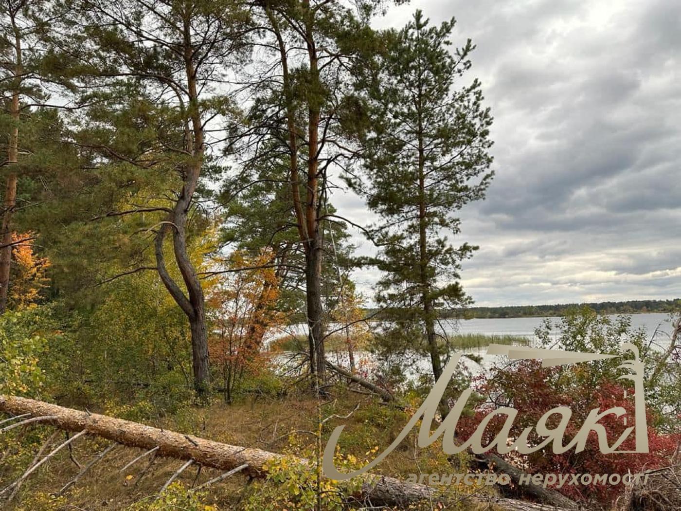 Sale of land with forest and access to the Dnieper. village Yasnogorodka