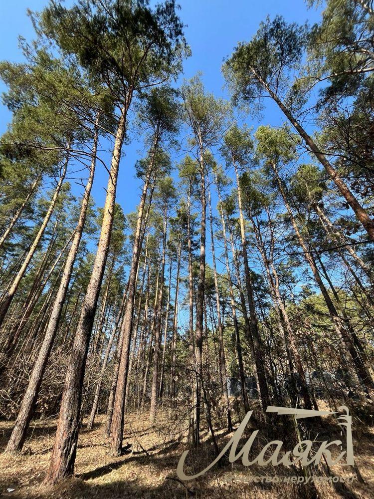 Продаж земельних ділянок у сосновому лісі - с. Плюти, Обухівський напрямок , 15 соток