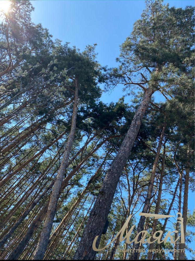 Sale of a land plot of 15 acres, Kozin village, Obukhovskoye direction, Kiev region.