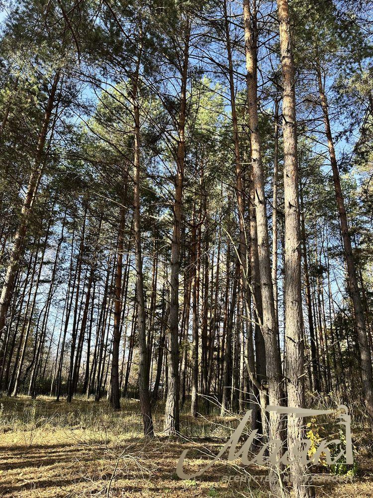 Продаж земельної ділянки 2,8 Га в лісовій частині Нової Ходосівки