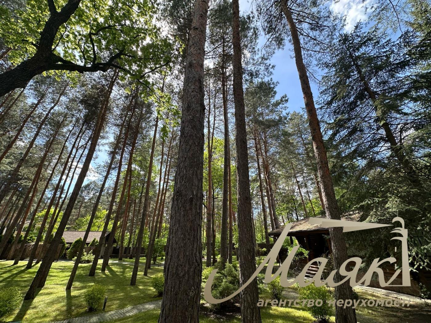 For sale plot of land in the forest in Koncha-Zaspa. KG Sosnovy Bor.