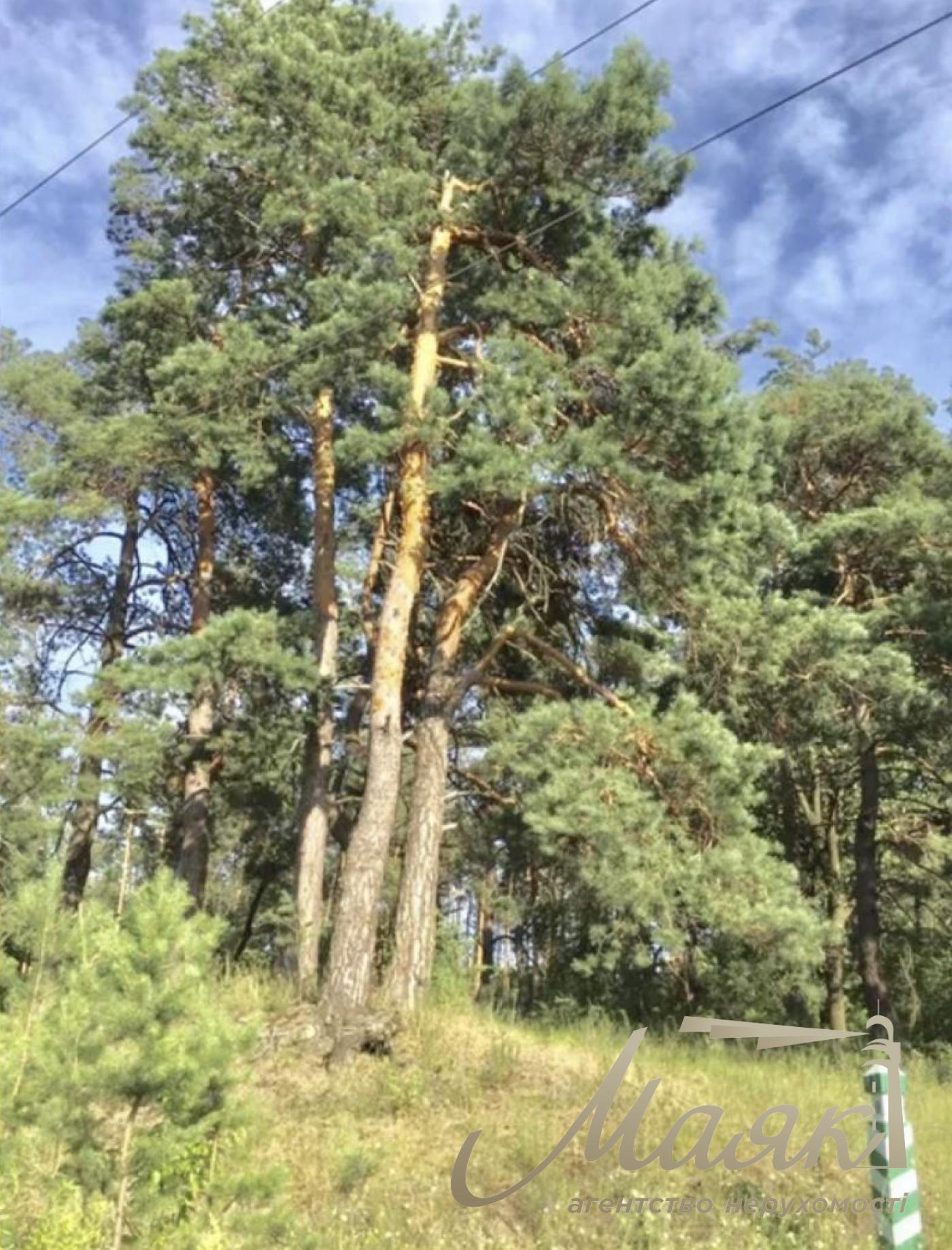 Land plot for sale in Chapaevka village/Vita Litovska str. Yuriy Lavrov, Goloseevskyi district, Kyiv